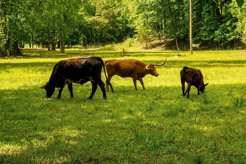 Reducing Carbon Footprint